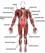 Main Core Muscles