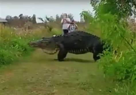 Video Massive Alligator Discovered In Florida Stuns Tourists Outdoorhub