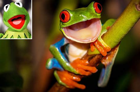 Meet The Real Life Kermit The Frog
