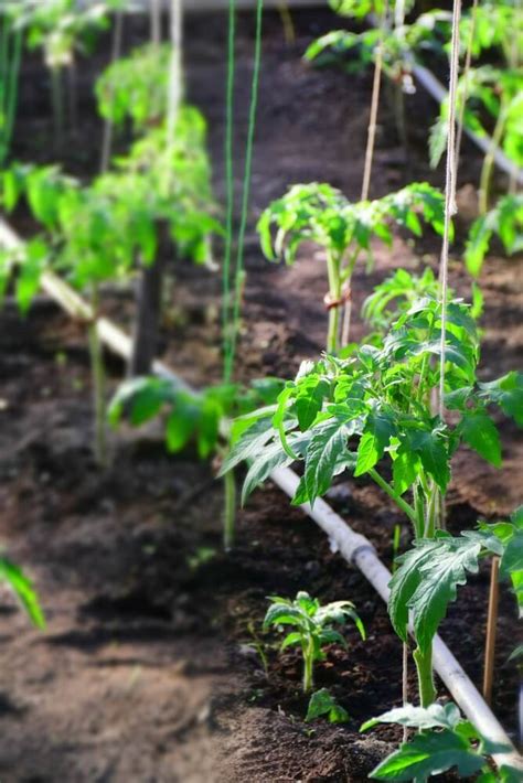 How To Fertilize Tomato Plants Top Tips For A Bumper Crop