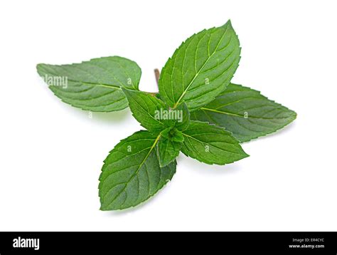 Peppermint Closeup Leaf Isolated On White Background Stock Photo Alamy