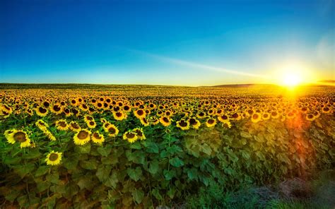 Sunflower Field During Sunrise Hd Wallpaper Wallpaper Flare