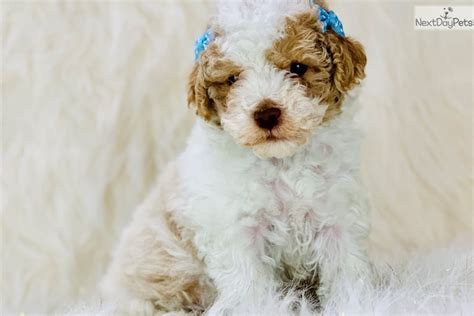 Mom is a cavalier (15lbs) and dad is a small miniature poodle (14lbs). Parti: Cavapoo puppy for sale near Central Michigan, Michigan. | 698b4bf1-7991