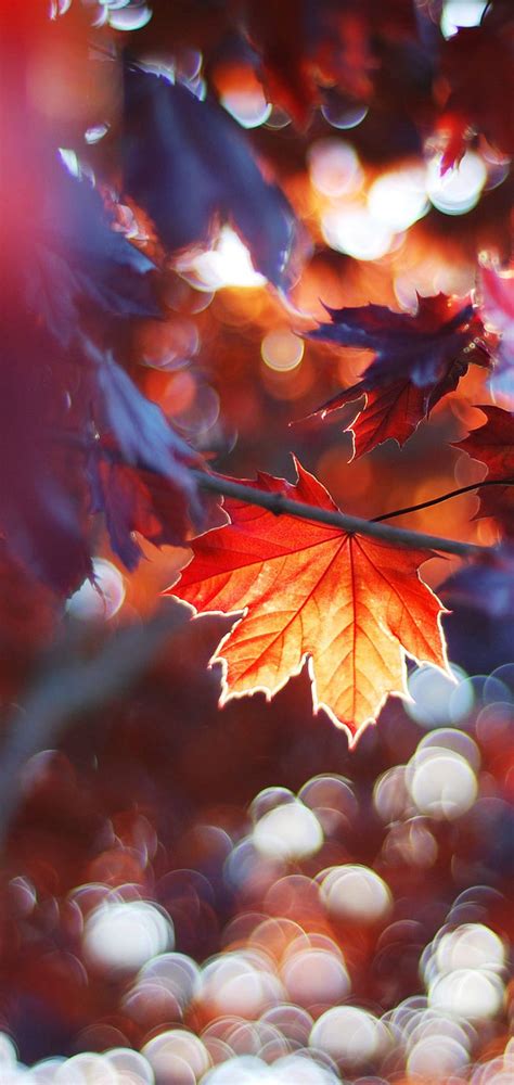 1080x2280 Fall Leaves Trees Sunlight Colorful Sun Beams One Plus 6