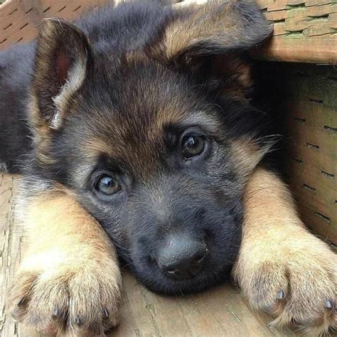 35 German Shepherd Puppies That Really Cute Fallinpets
