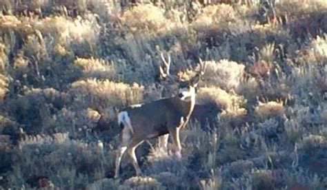 2014 Nevada Mule Deer Hunt By Louis Varela Through Spotting Scope 500