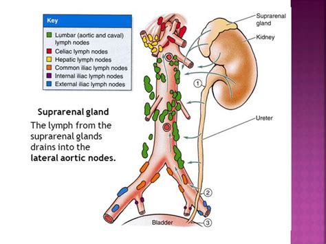 What Are The Aortic Lymph Nodes Quora