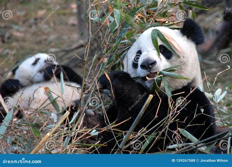 Pandas In Giant Panda Breeding Research Base Xiongmao Jidi Chengdu