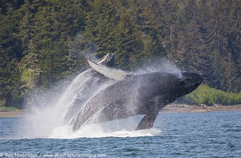 Two Humpback Whales Breaching At The Same Time In Glacier Bay National