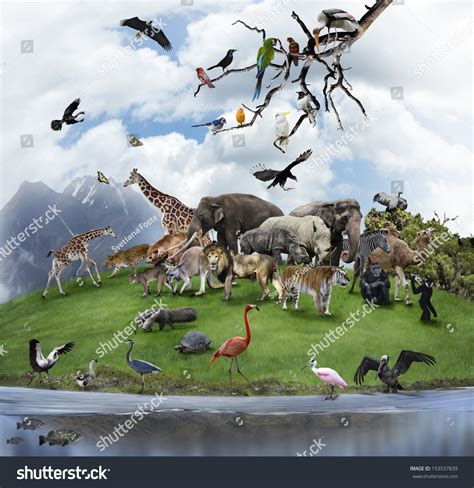 Nature Collage Wild Animals Birds Stock Photo 153537839 Shutterstock