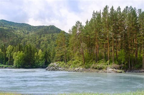 River Katun In Altai Mountains Beautiful Forest Stock Image Image Of