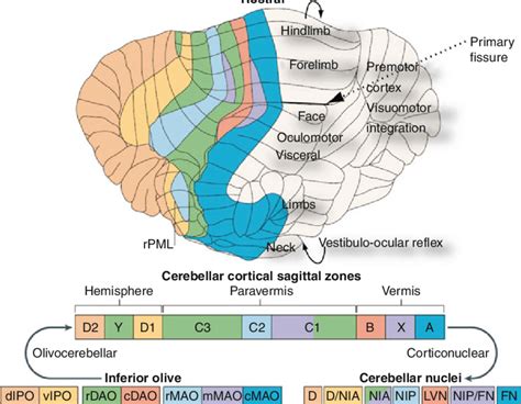 8 Organizational Structure Of The Cerebellum Regions Of The Inferior