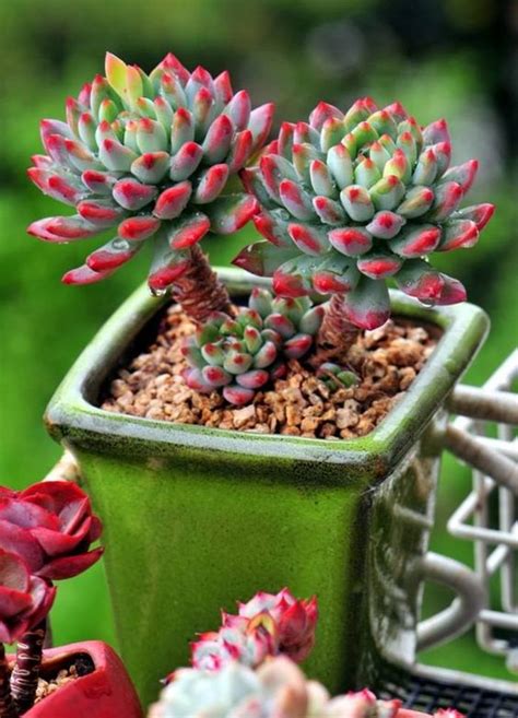 Mini Succulent Pots You Will Definitely Fall In Love With Top Dreamer