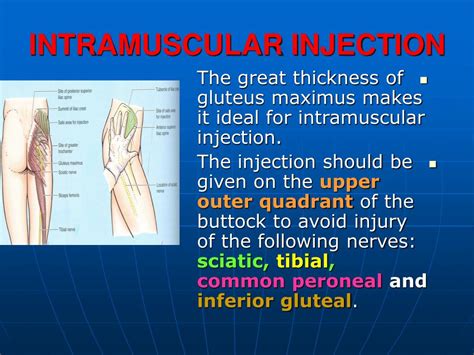 Common Sites Of Intramuscular Injection Deltoid Gluteal Lateral Hot Sex Picture