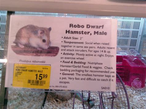 Robo Dwarf Hamster Male At Petsmart Benjamin Stone Flickr
