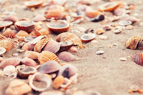 A Guide For Collecting South Carolina Seashells Vacation Rentals Of