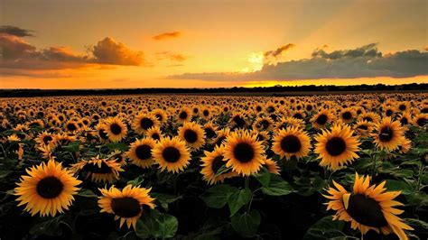 Yellow Flowers Sky Flower Flower Field Evening 1080p Sun Grass