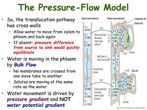 Ppt Translocation In The Phloem Chapter 12 Powerpoint Presentation