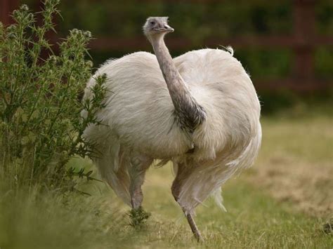 Police Warning Over Aggressive Giant Rhea Bird On The Loose In