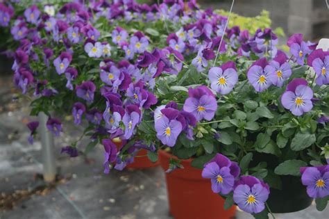 Try Plentifall Pansies In Flowering Baskets Mississippi State