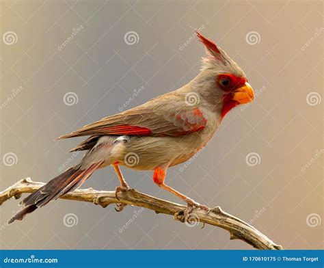 Pyrrhuloxia Perched On Tree Branch Stock Image Image Of Showing