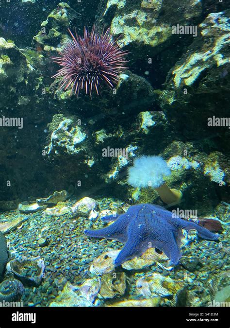 Starfish And Sea Urchins Stock Photo Alamy