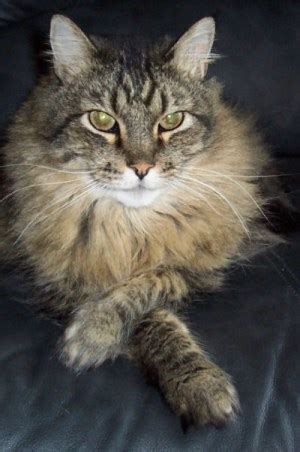 But, i think it may be more that cats will drink the minimum amount to avoid whisker discomfort. Caring For Your Elderly Cat