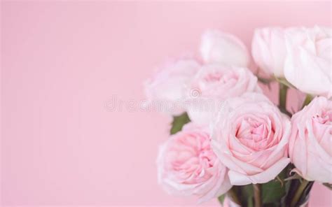 Bouqet Delicate Pink Roses On Pink Background Stock Photo Image Of