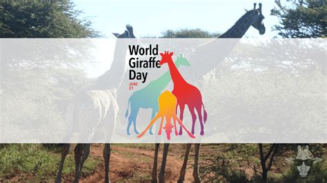 World Giraffe Day Giraffe Joy