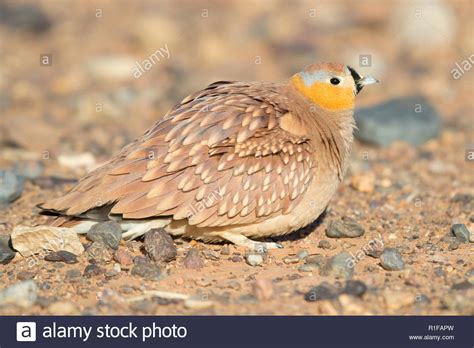 Crowned Sandgrouse Pterocles Coronatus Adult Male Sitting On The