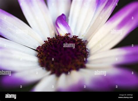 Bornholm Daisy High Resolution Stock Photography And Images Alamy