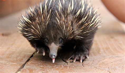 Echidna puggle on the road to recovery - Australian Geographic