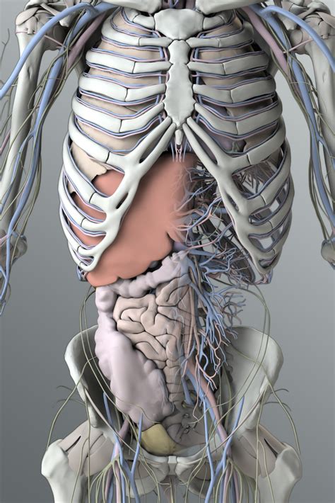 Anatomy Human Torso Model Labeled Male Torso With Organs Body Sexiz Pix