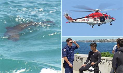 Divers Spark Rescue Operation At Bondi Beach After Claiming They Saw A