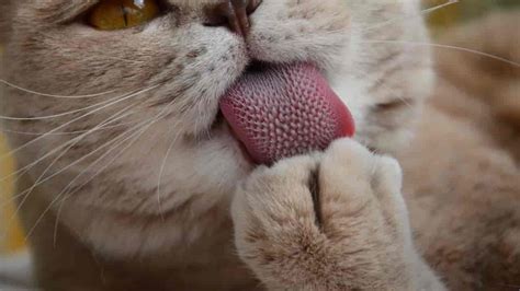 Cat Tongue Why Do Cats Have A Rough Tongue Catsfud