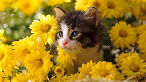 40 Cat Wallpapers Hd 1920x1080 On Wallpapersafari