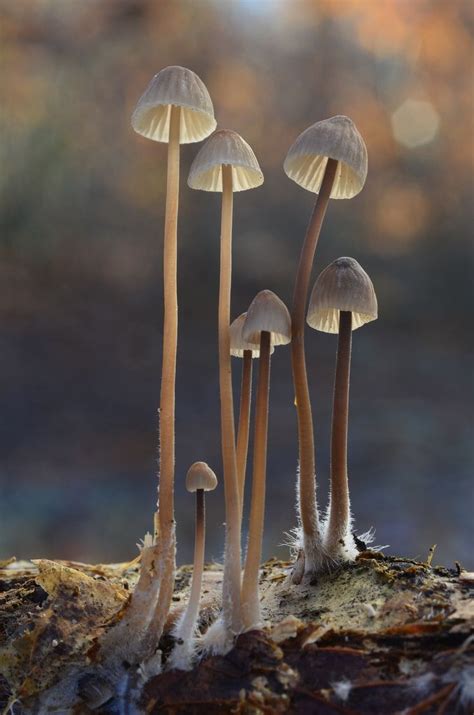 Standing Tall Mycena Fungi Composition Fungi Fungi Art Stuffed