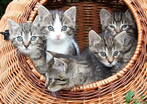 Cats Kitten In The Basket Babies Free Photo On Pixabay Pixabay