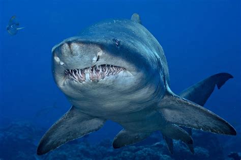 Japans Ocean Wilderness Brian Skerry Photography Face To Face