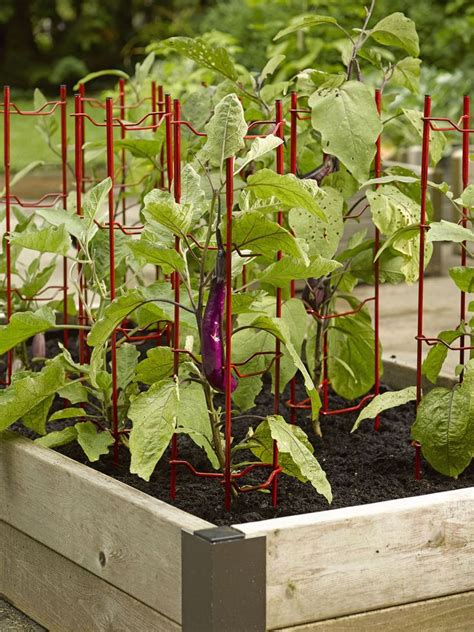 Lemon pepper making lemon pepper: Pepper Cages - Eggplant Supports - Pepper and Eggplant ...