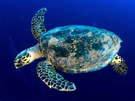 Hawksbill Sea Turtle Fun Facts Ten Facts About Sea Turtles Divebuzz Com The Beautiful