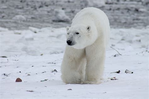 Polar Bear Snow Covered Land Photo Daytime Polar Bear Animal