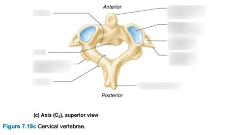 Axis C2 Superior View Cervical Vertebrae Diagram Quizlet