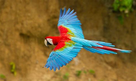 Volando Dibujo Guacamaya Roja Loro Aves De Animales Salvajes Conjunto