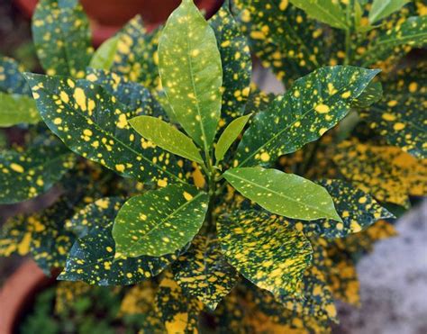 A Yellow Spotted Croton Plant Leaves Houseplants Plants