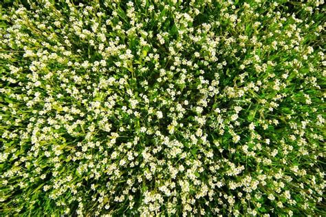 Will the plant grow in this depth? Fresh green grass and small white flowers background ...
