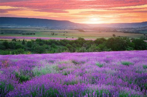 Meadow Of Lavender Stock Photo Image Of Grass Outdoors 60679290