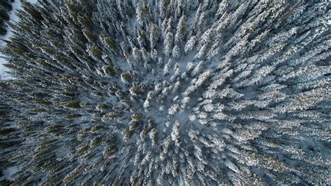картинки дерево природа лес филиал снег зима цветок мороз Лед