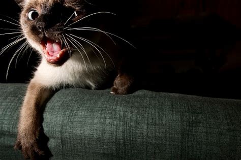 Angry Siamese Cat Attacks Stock Photo Download Image Now Istock