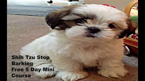Shih Tzu Stop Barking Free 5 Day Mini Course Learn How To Train Your